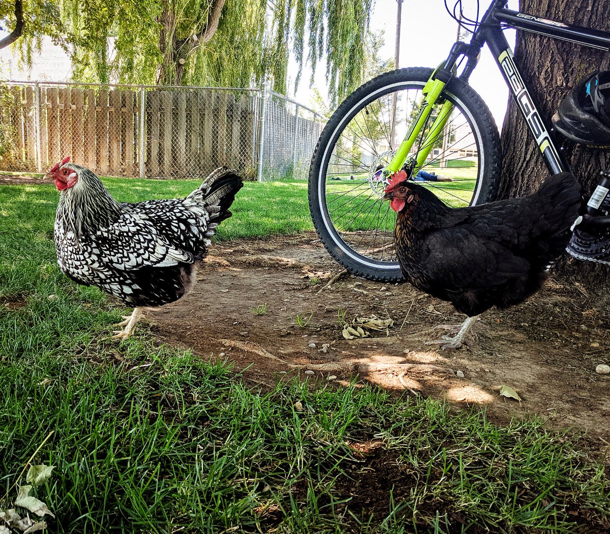 EmergencyHen tweet picture