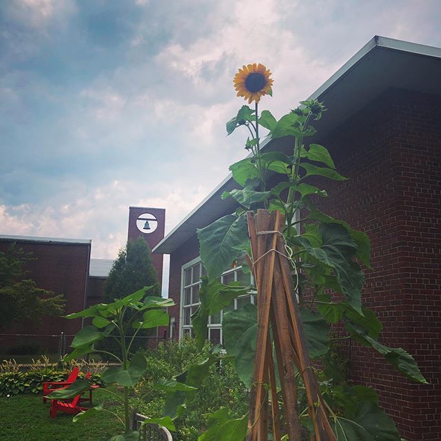 SpfldMassLib's tweet image. Views from Mason Square Branch after the Storm 🌻⛈ #SpfldMassLib #SpringfieldMa #WesternMass #SummerStorms #Sunflower #ReadingChairs #Garden #413 #Summer ift.tt/2ZnEpVP