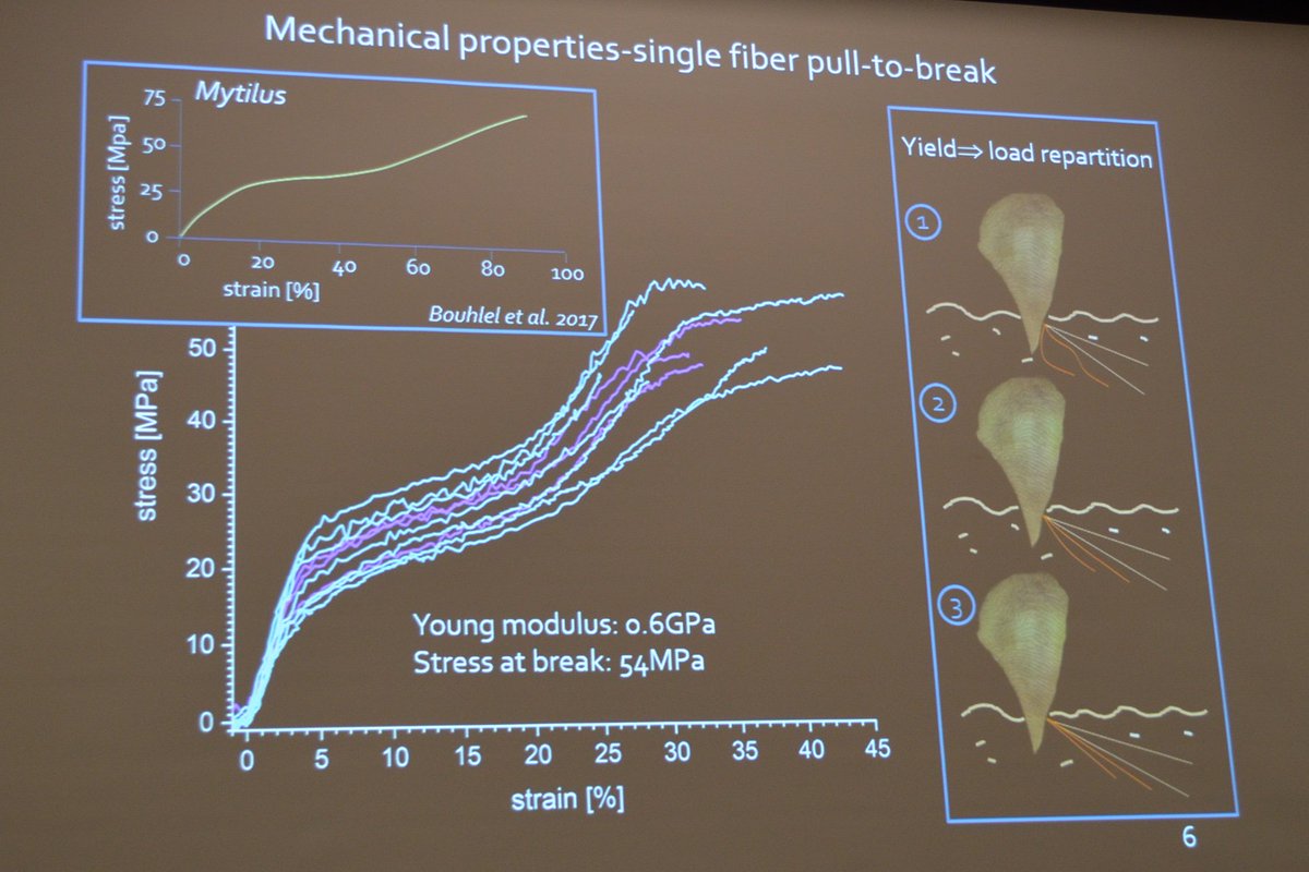 Delphine Pasche from @BM_MPICI @MpiciPotsdam shows the unique properties of sea silk produced by the mussel Pinna nobilis.
