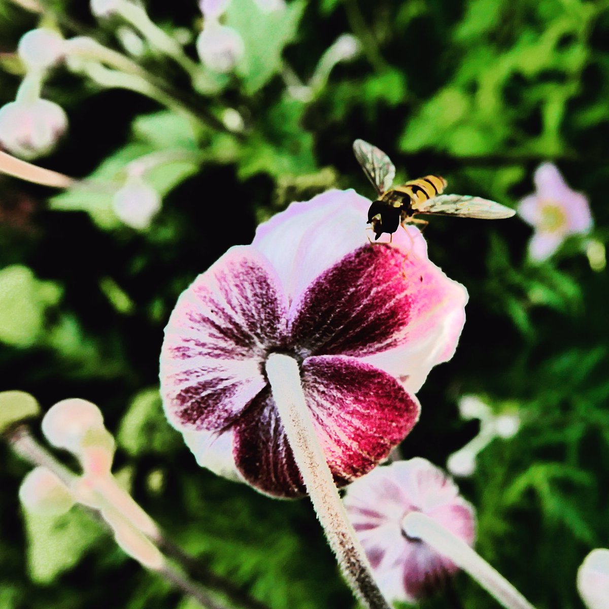 In_the_Pix's tweet image. Want to get the most from your camera? Help is here inthepix.blogspot.com/2019/07/tips-g… #cameratips #photographylovers #creativeimages  #ThePhotoHour