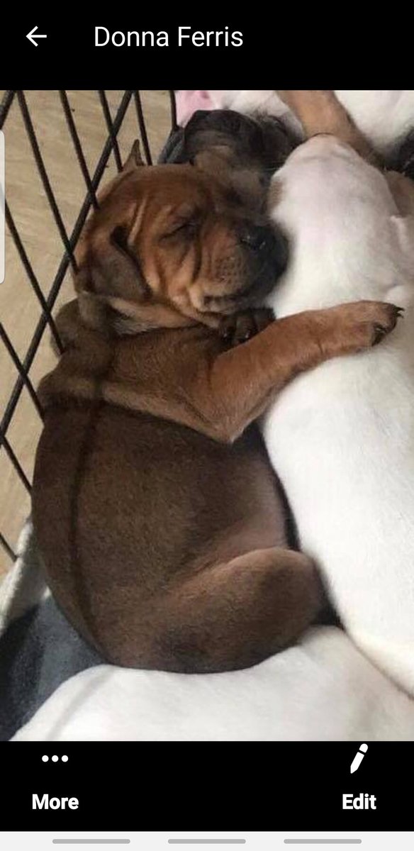 MartinFindlay3's tweet image. can't wait to get my wee puppy staffie he's only 3 weeks old anyone know of any name to call him