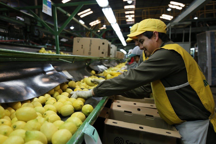 lmetchevehere's tweet photo. PRIMEROS LIMONES A INDIA!! 
Este viernes sale la primera carga de 24 toneladas de limones a India. Se concretó la gestión que empezó @mauriciomacri en febrero. Acá esta el cambio imparable!! Mejor hechos que mil palabras. Estamos exportando trabajo argentino 💪🇦🇷 https://t.co/iHSN5u0tsi