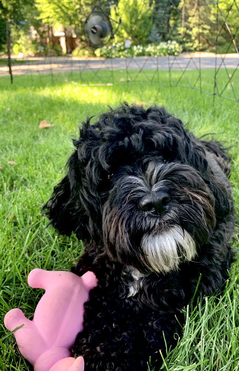 efabLiz's tweet image. Mom got me a fan for my temporary fence. I’m a happy dog.
Xx, Lombardi                      #heaven #summerdog