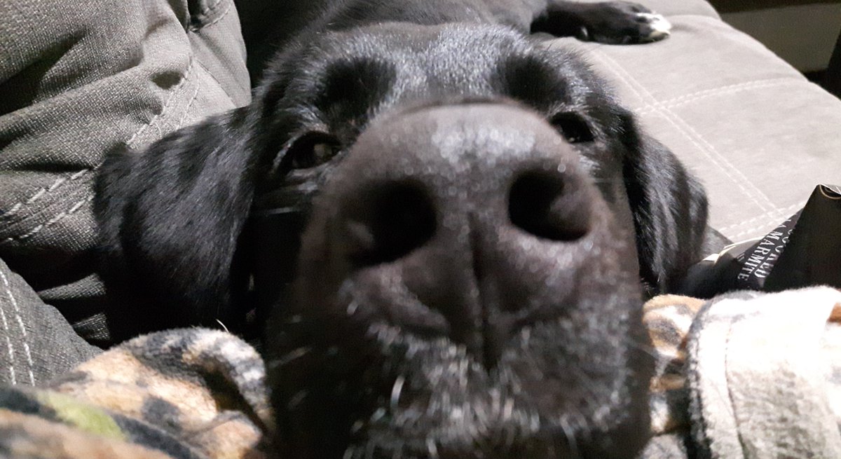 wpglibrary's tweet image. This is Quinn. She is a lab cross that needs to be as close as possible to mom Sue L., especially when she is reading.

#NationalMuttDay #WPLdogs #LibraryDogs