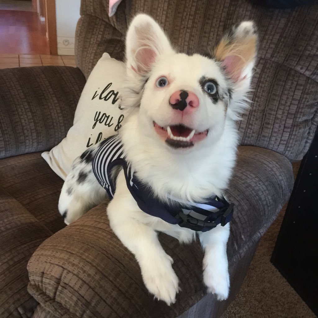 The Ellen Show tweet media