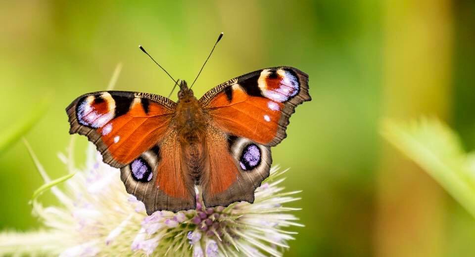Micky_50's tweet image. Peacock Butterfly