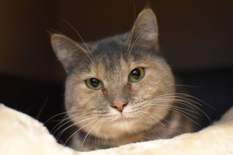 Just a friendly reminder, if you plan to adopt at our No Barking Zone adoption event this weekend bring the following: 
-Pet policy from lease
-Carrier (for cats)
-Collars/leash (dogs)
-Cash or check only (we don’t have a card machine.. we know it’s 2019 🙄!!)