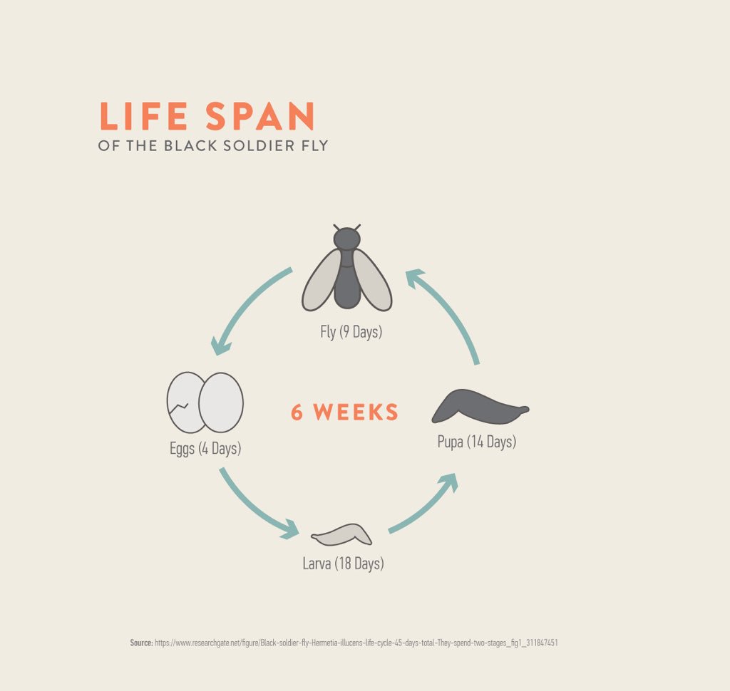 JebroniG's tweet photo. @feliciaday Just 9 days of its 6 week cycle does it get to fly around and have fun!!! #badnaturedeal https://t.co/gBfWiEIXCl