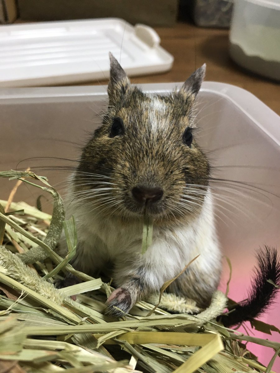 ことみ デグー デグー チモシー食べる時はかならず飼い主を見ながら なんのアピール チモシー食べてるとこ見て