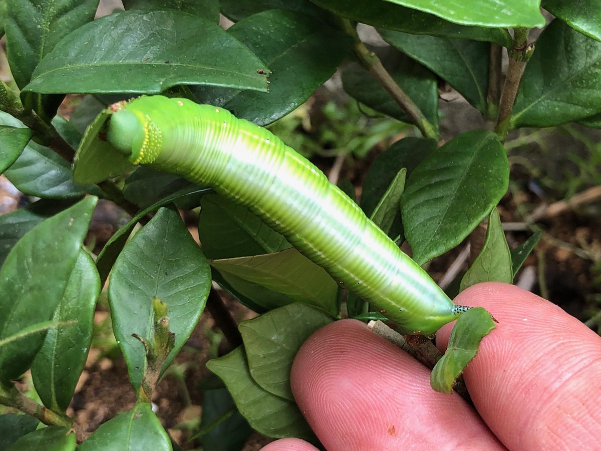 Antroom 島田拓 オオスカシバに来て欲しくて家にクチナシ植えたらさっそく来てくれて幸せ やっぱりオオスカシバは幼虫も かわいい