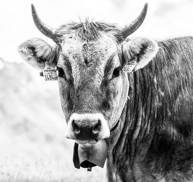 🐃 op ⛰️ ift.tt/3167dT1