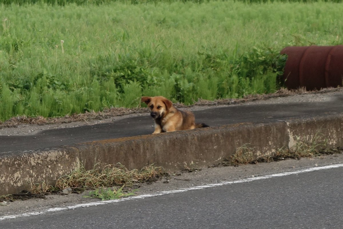 onotoko's tweet photo. 【迷子犬見かけました】今朝6時30分頃、群馬県板倉町大曲の交差点近くで雑種とみられるワンちゃん発見。大人しそうで尻尾も振ってました。当方バイクだったため、そのまま帰宅し警察に連絡しました。逃げる様子が無かったので飼い犬の可能性有りです。 https://t.co/1PXFJla4at