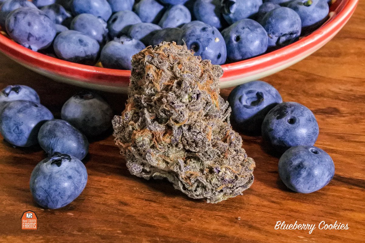 Blueberry Cookies #NewArrival (Link In Profile)
.
.
.
.
#stonernation #cannabisgrow #trichome #growcannabis #cookies #blueberry #bananaog #dosidos #gg4 #sanfranciscolove #sanfranciscobay #outersunset #sunsetdistrict #embarcadero #cannabislove #cannalife