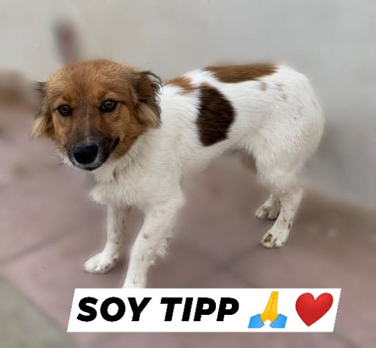 ritavon2's tweet image. Albergue Bañaderos Gran Canaria
TIPP es un cachorro mestizo Ratonero de tamaño pequeño! Este amorcete necesita una familia para siempre! Es muy simpático, jugueton, amistoso y sociable!

SI QUIERES ADOPTARLO, PINCHA EL ENLACE ARRIBA DEL FOTO Y PIDE CITA 

alberguegrancanaria.com/animal/c19-962