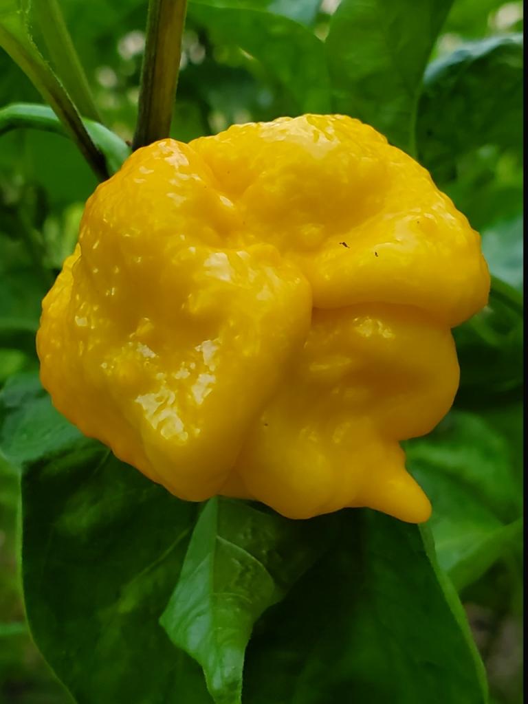 Hotpeppergrower's tweet photo. We are starting to see the Yellow Moruga Trinidad Scorpion peppers. These peppers are the second world's hottest peppers coming in at 2,009,231 on SHU. #worldshottest #pepperjohns #farmlife #peppers #organicsoil #organic #raisedbeds #hot #orgaincfood #farming #morugascorpion https://t.co/XPdAU9dh9Q