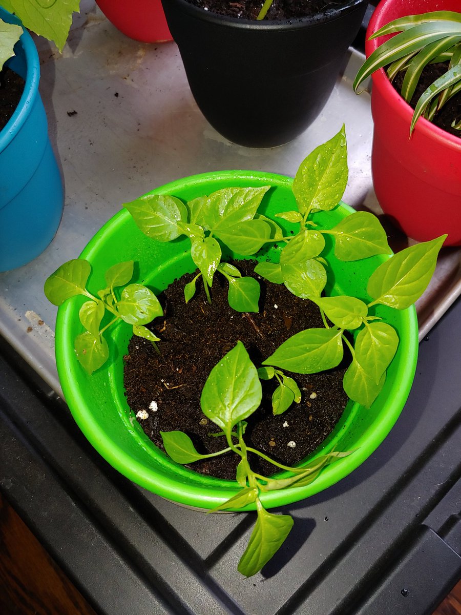 PurpleTurtles33's tweet photo. 6 #habanero pepper plants started from seeds in a small pellet growing medium, repotted into #peet, soil and Epsom salt... Photos are roughly 4 and 6 weeks apart. #greenwitch #herbalist #growingshit #igrewdis #plantthings #plantupdate #natureisinmynature #greenthumb https://t.co/hcOdjufTrm