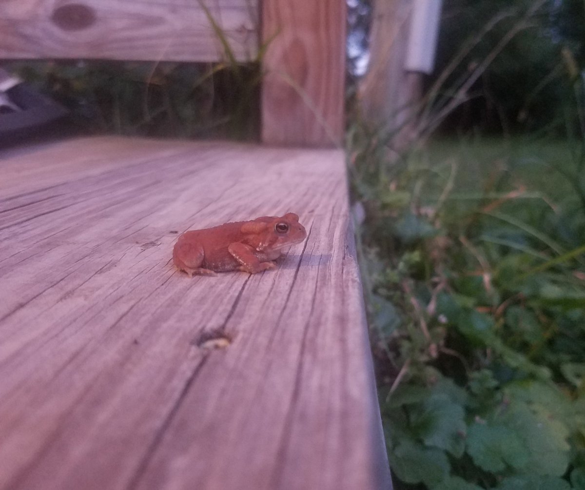 MagickSkale's tweet photo. An evening visitor! The toad is a symbol of transformation, adaptability, and harmony with nature. #NewMoon #magick #witchcraft #BlessedBe https://t.co/XRqwVEqKlF
