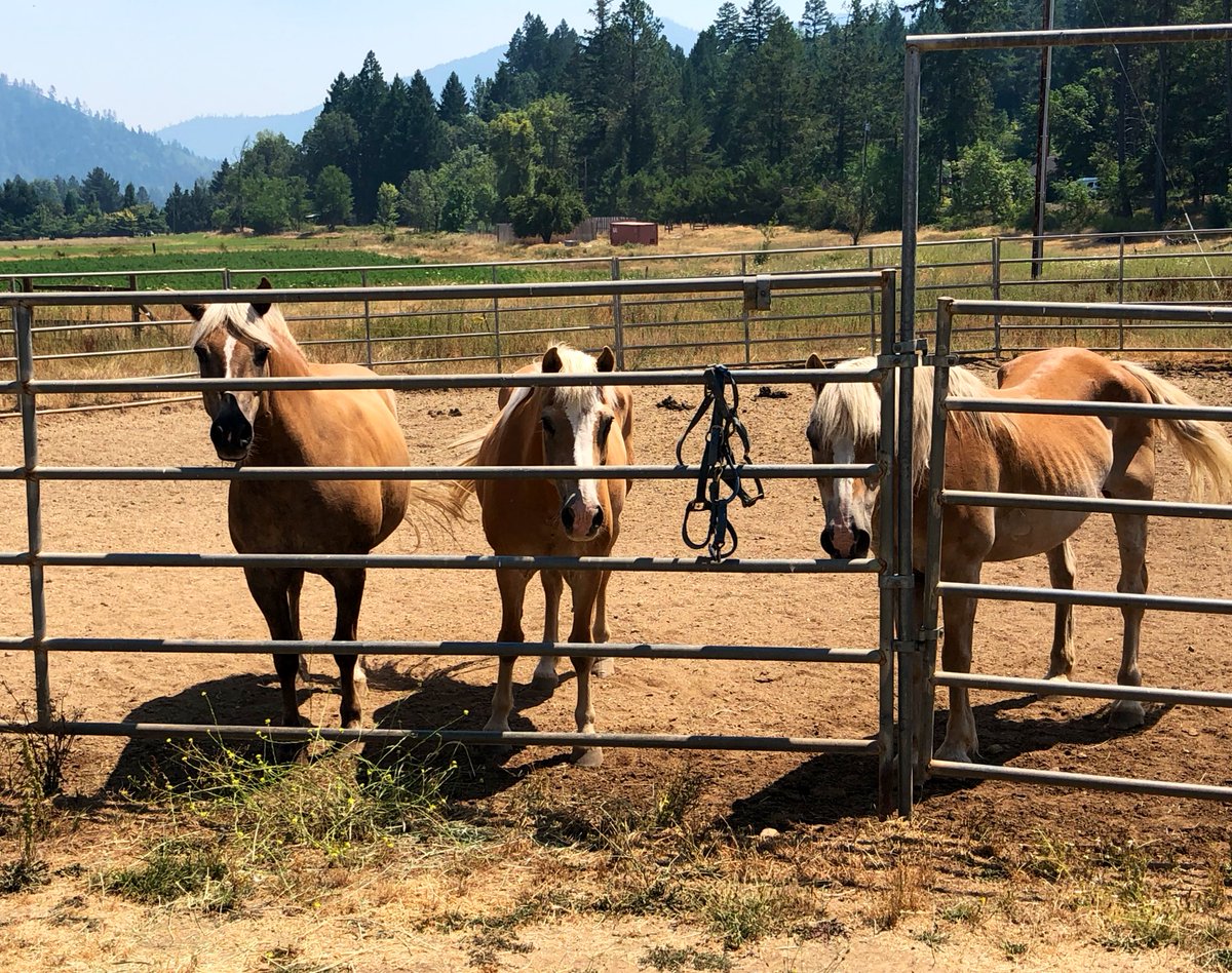 CarsynCurrierTV's tweet image. Three horses that Southern Oregon Emergency Aid evacuated from the Milepost 97 fire. SOEA says animal owners need to make an evacuation plan when a fire is at level one. Animals should be moved when a fire is at level two, because level three is too late. #MP97fire #fireseason