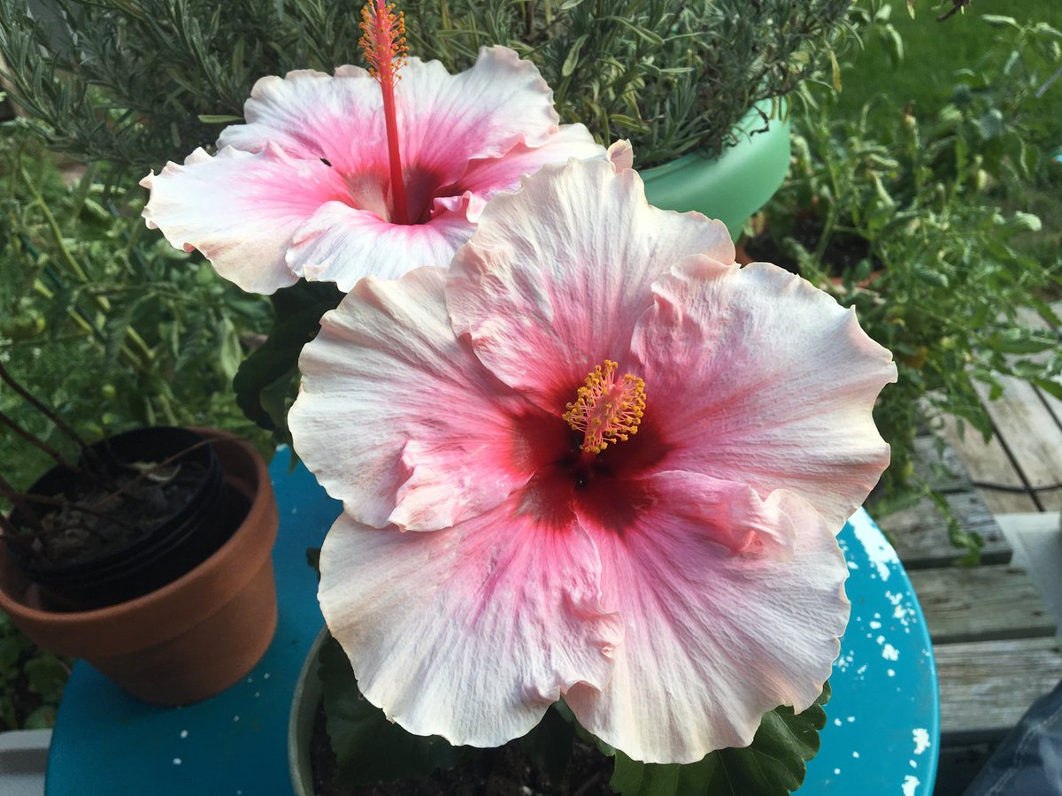 HulaGirlGoGo's tweet photo. Summer blooms https://t.co/apS1qUnHAo