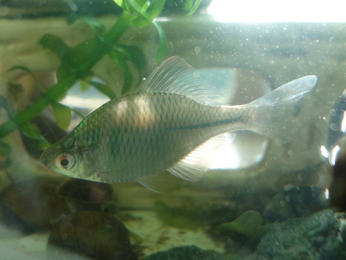 バラタナゴ Twitter Search