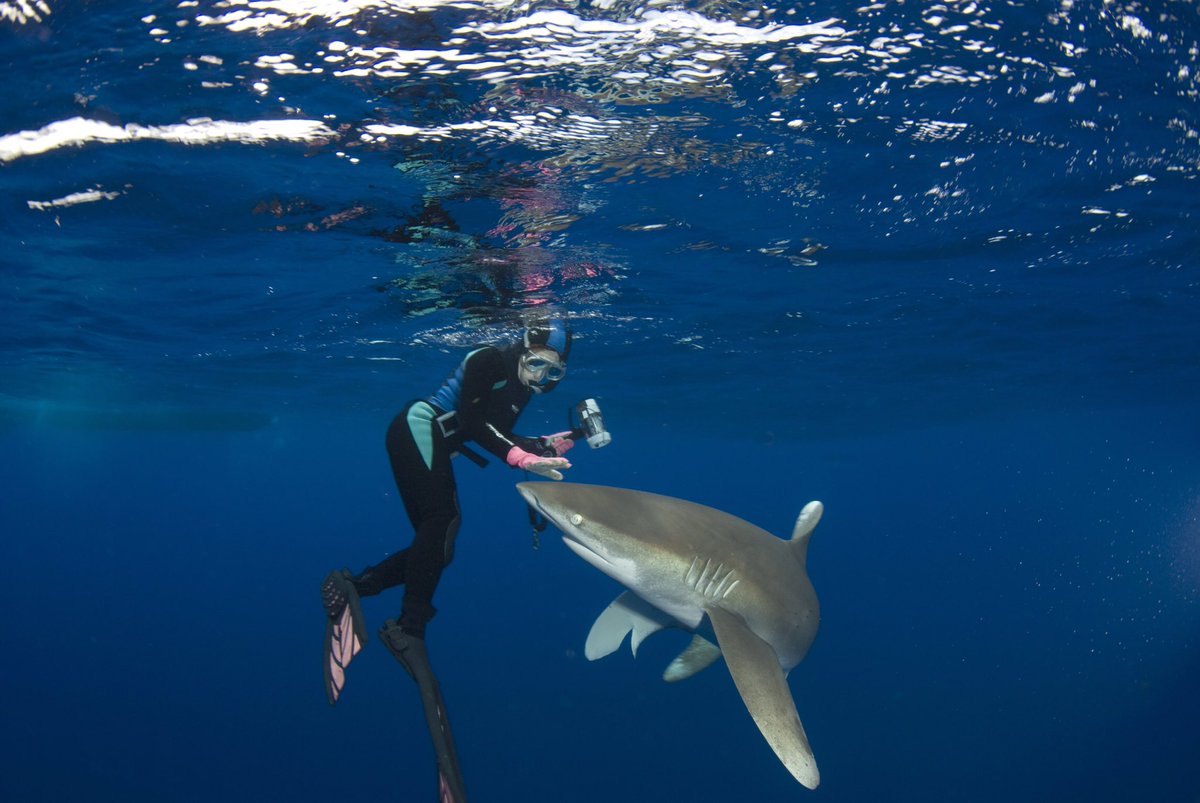 sharkangels's tweet image. The three sharks that cause the most fatal, unprovoked attacks on humans are great whites, tigers and bulls, although the oceanic whitetip has probably
killed more shipwreck victims. #capsized