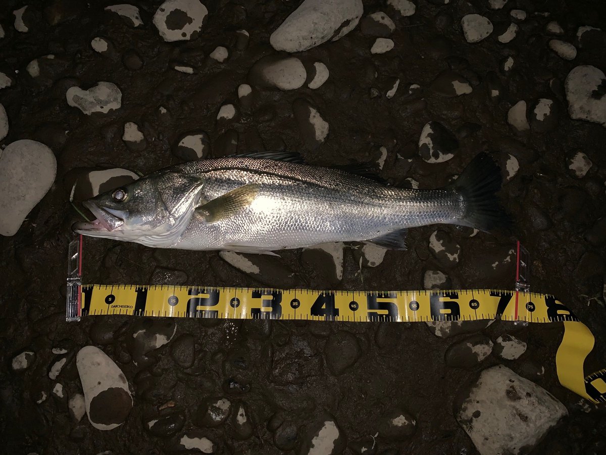 fumiyabunguten's tweet photo. 久々のランカー!!
昨日は、72cm、55cm、82cmの3本。
ヒットルアーは全て
アイマ「iBORN 98F shallow」
#シーバス #ランカー #アイマ #アムズデザイン #アイボーン #フローティング #ミノー #シャロー #iBORN #シマノ #エクスセンス #ジェノス #ヴァンキッシュ #シーガー #R18 #完全シーバス https://t.co/lWrwr9xUXA