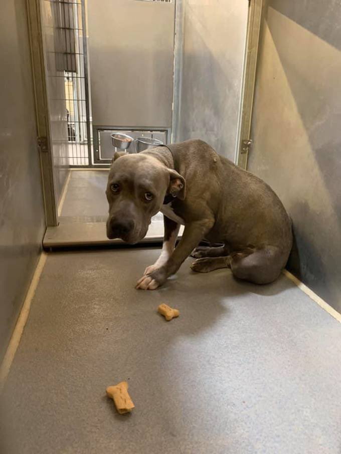 Dogs aren’t born like this. 
Violent horrible humans do this to them. 

The shelter is going to kill this dog on 8/5

Plz RT! This is hee last hope
Stanislaus County Animal Shelter 
Modesto, CA 95358
(209) 558-PETS
Her info: 
I.D.: A521779 
Kennel: LD509
Female  Approx. 2 years