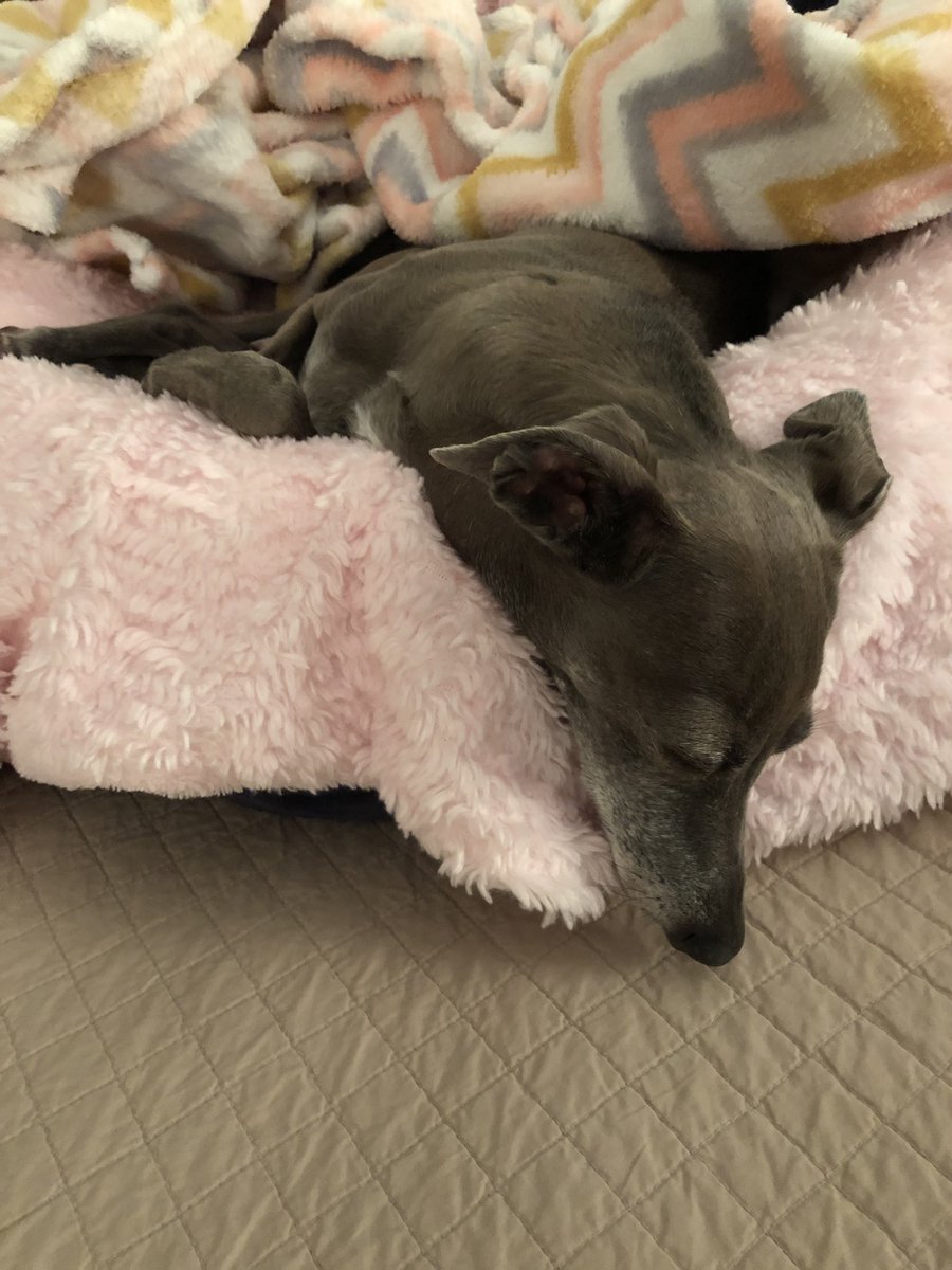 I know someone brought this up but why do us sight hounds love to hang our heads over. Lol.  <a href="/RemydogIG/">Mr. Maddox McClain</a> <a href="/DaisyTheGrey/">TwirlyTwyla 🌪</a> <a href="/willowwhippet1/">willow whippet</a> <a href="/antoniabv/">Antonia</a> @helo_the_dog <a href="/Grandma_Bobbins/">Grandma Bobbins</a> @HollyBobsHound @IggyDad5
