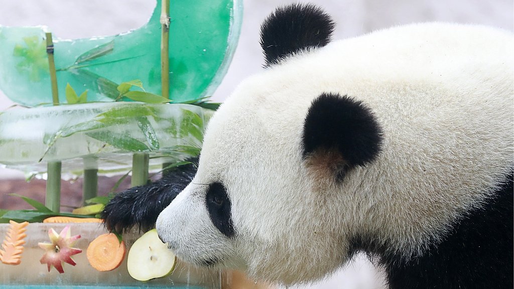 CGTNOfficial's tweet photo. Panda duo celebrate birthday at Moscow Zoo https://t.co/kxMTK4Un1D https://t.co/OUGMJKR288