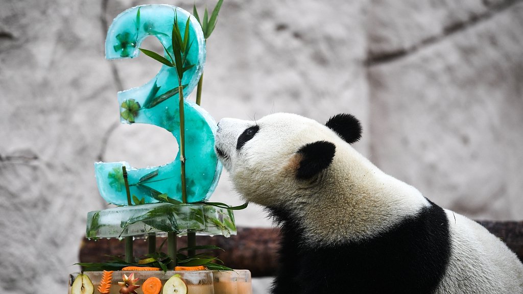 CGTNOfficial's tweet photo. Panda duo celebrate birthday at Moscow Zoo https://t.co/kxMTK4Un1D https://t.co/OUGMJKR288