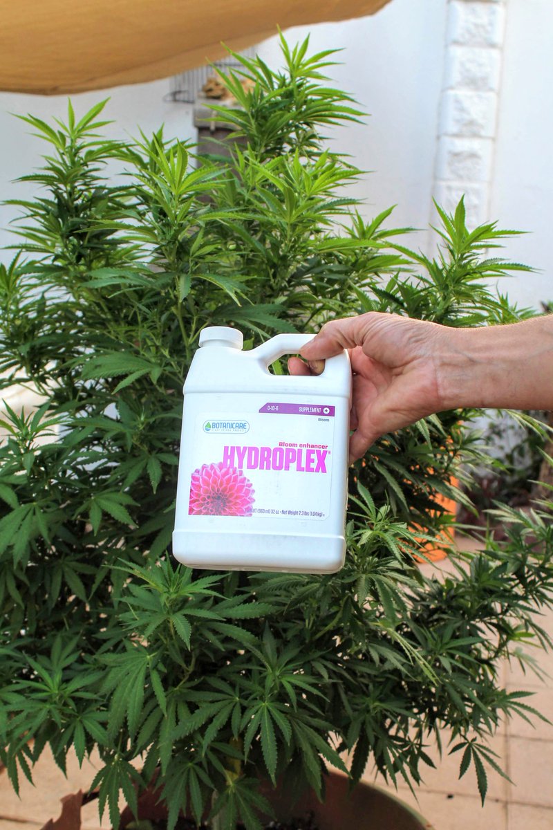 Greenseedtests's tweet photo. Preparado para la floración?
#Hydroplex @Botanicare
Orgánico de gran rendimiento y calidad por experiencia... https://t.co/tVfpOlzjAS