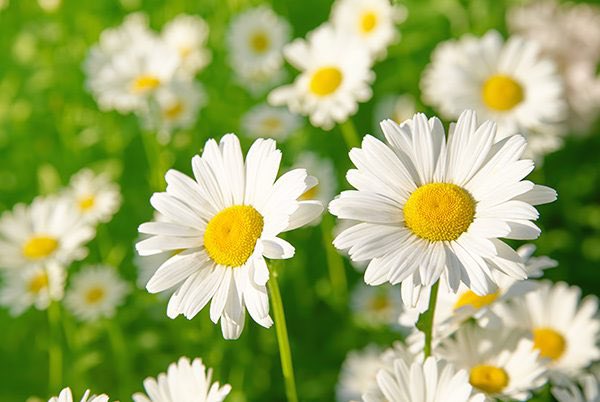 Daisy *･ﾟ✧ very sensitive to the sun, its petals open with the rising of the sun and close when evening comes, earning its name “day’s eye” ~ very fitting for our sunshine According to folklore, it’s lucky to step on the first daisy of the year!