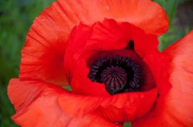 Poppy *･ﾟ✧ according to legend, this flower grew from the blood of a dragon. Legends warn to never look into the black eye of a poppy lest you be struck blind, and picking one results in heavy thunder  on a positive note, sniffing a poppy 3 times a day will bring you luck!