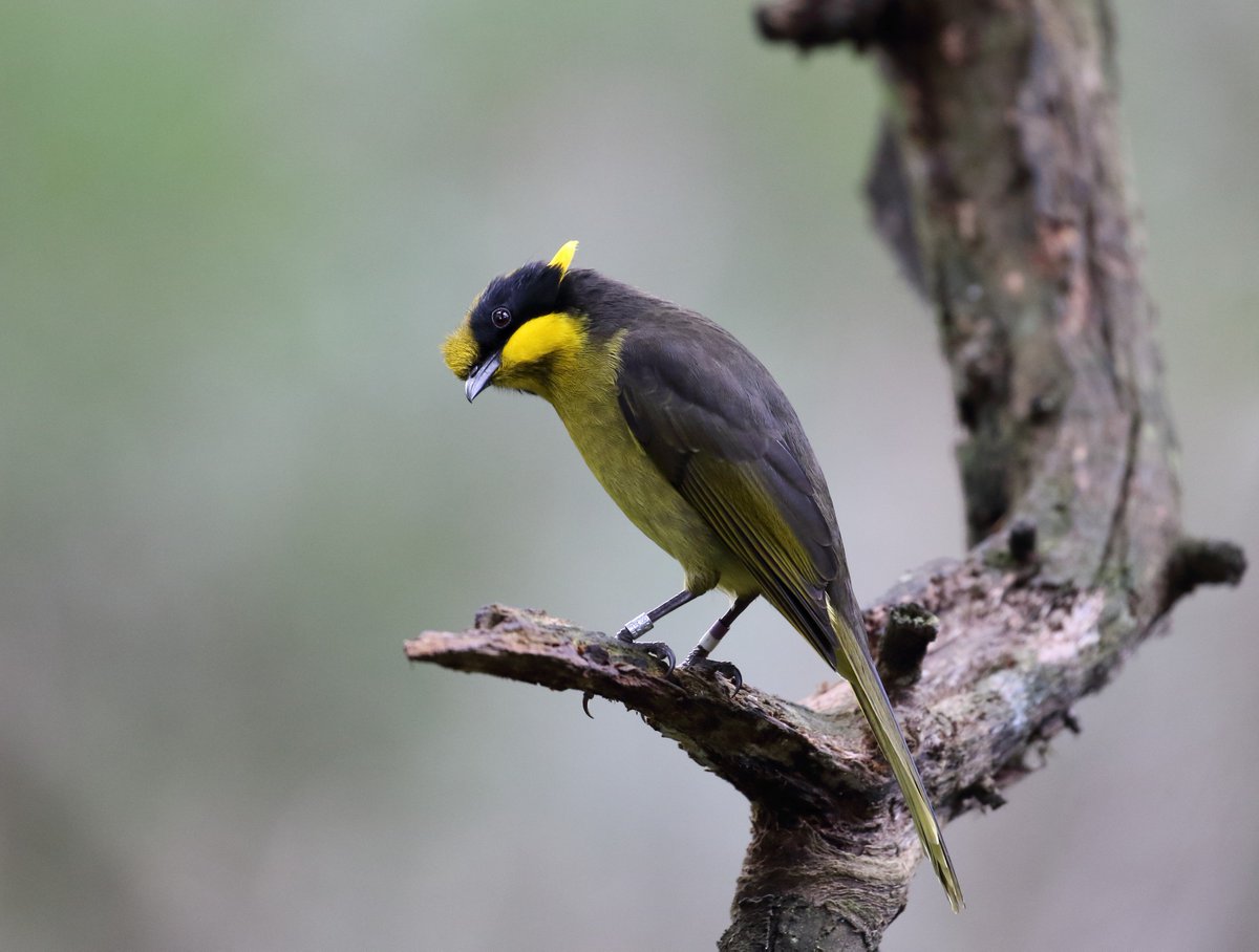 MonashBiol's tweet image. Inbreeding depression in the critically endangered helmeted honeyeater reduces lifetime breeding success and chance of survival. @K_Harrisson #PaulSunnucks and collaborators describe this and potential for genetic rescue in @CurrentBiology cell.com/current-biolog… #MonashEvolution