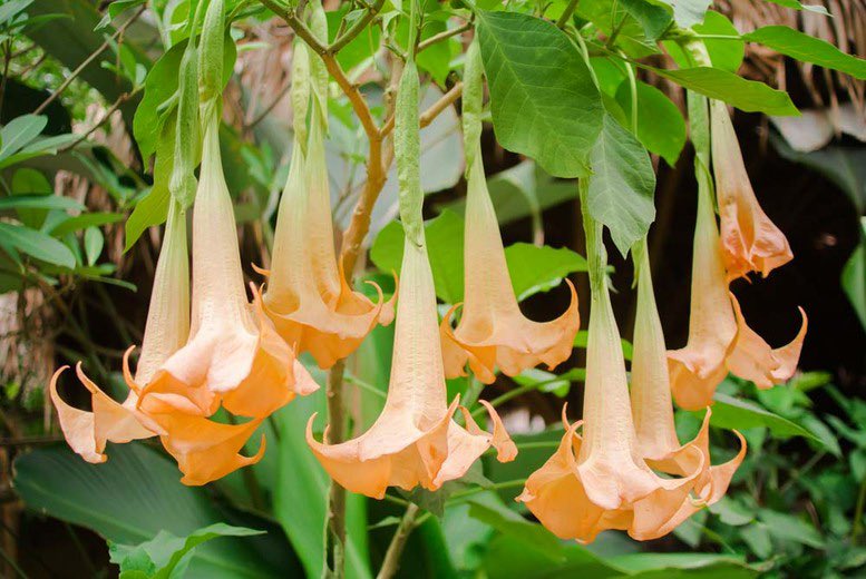 Angel’s Trumpet *･ﾟ✧ the opposite of Devil’s Trumpet, these flowers are pointed downward as if they are instruments being played from the heavens  Although this flower is named after benevolent beings, it’s as poisonous as its counterpart so don’t be fooled!