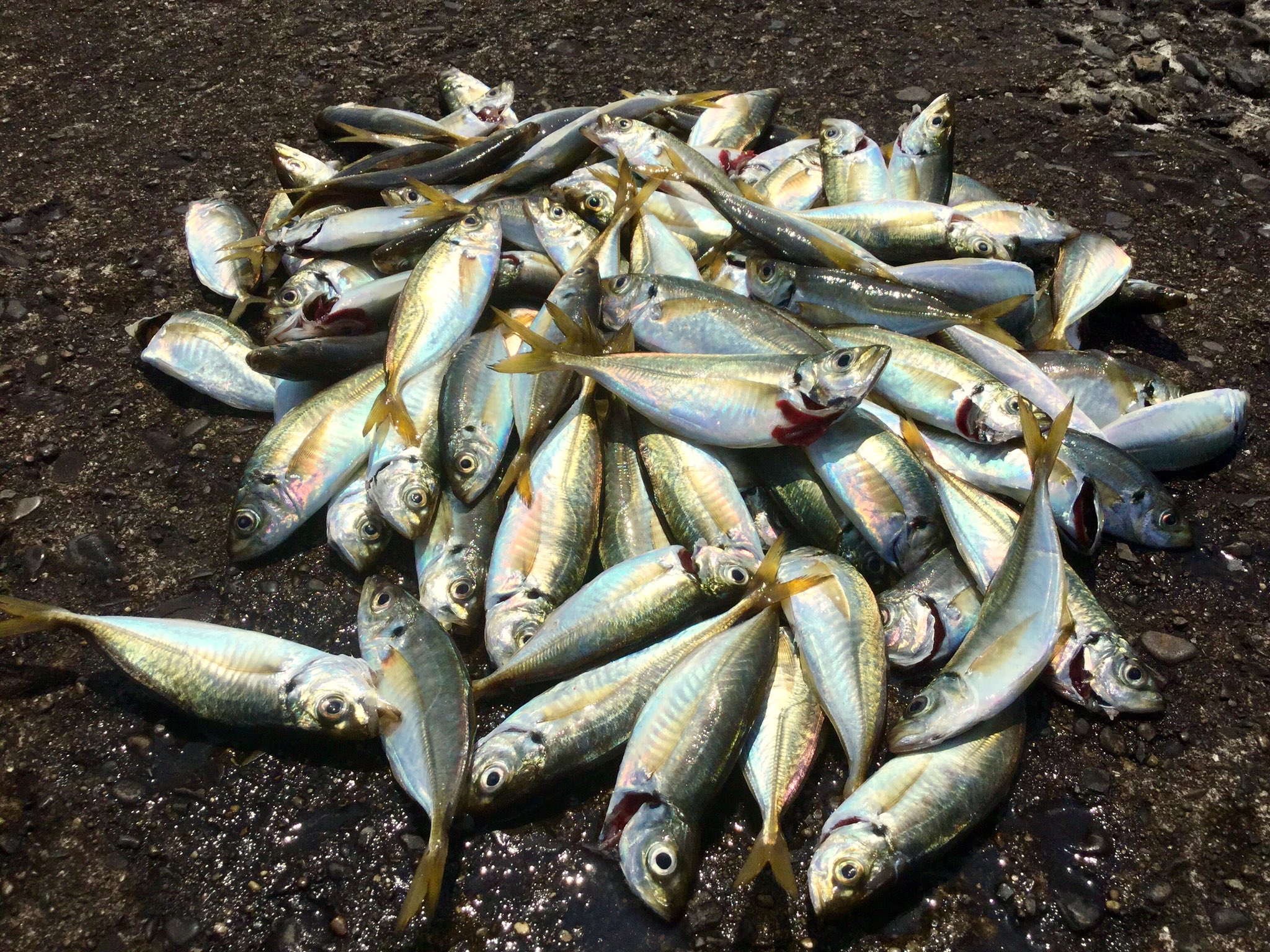 ミッキー四季島 Pa Twitter 今週も暑さに負けずにお魚釣りへ 木更津沖堤防で12 センチのアジが1匹でした 投げ釣りもやろうとアオイソメも買ったのですが 暑さに負けて午前中で納竿としました 木更津沖堤 アジ釣り T Co Z0ezvhsitn Twitter