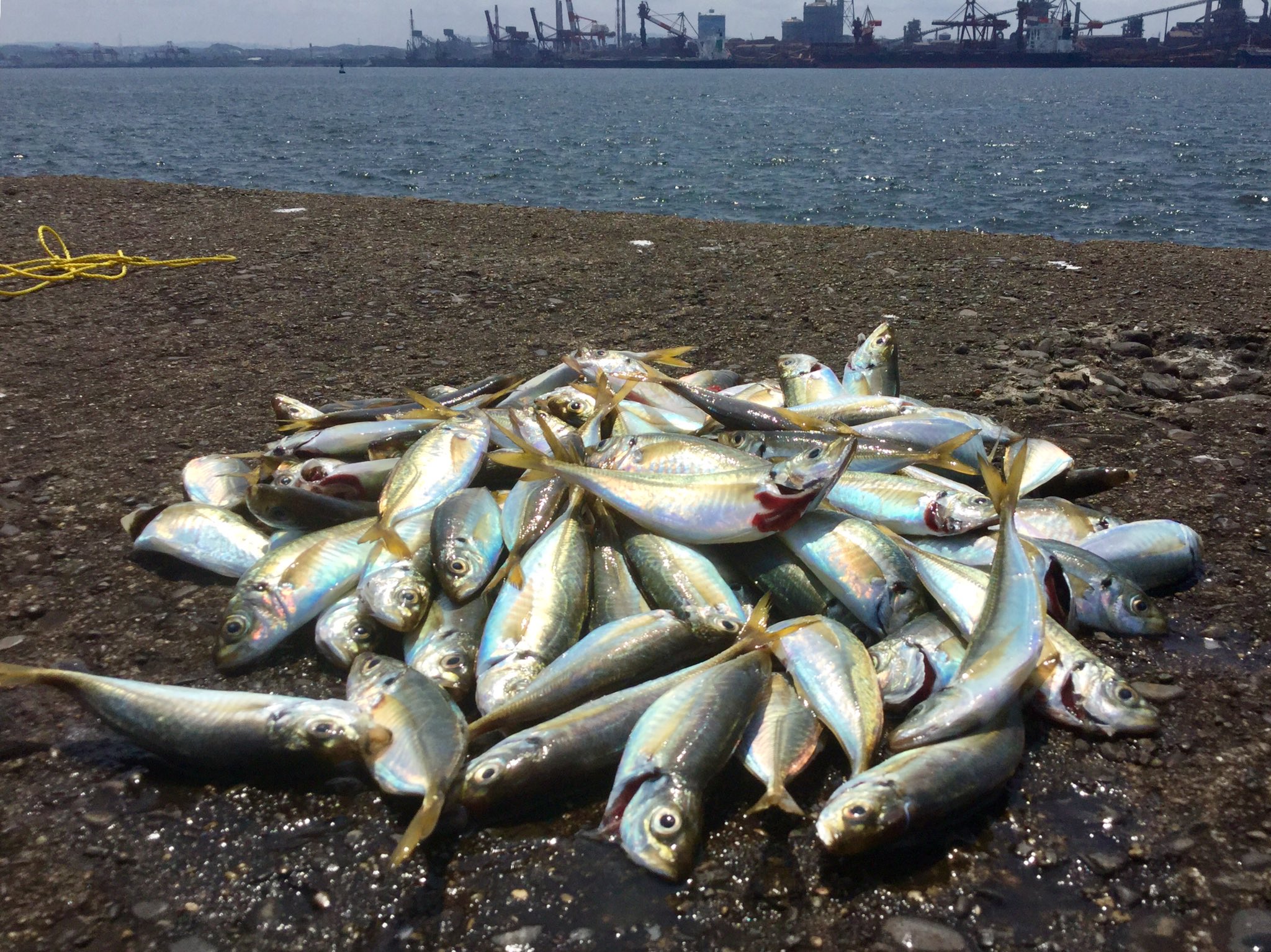 ミッキー四季島 Pa Twitter 今週も暑さに負けずにお魚釣りへ 木更津沖堤防で12 センチのアジが1匹でした 投げ釣りもやろうとアオイソメも買ったのですが 暑さに負けて午前中で納竿としました 木更津沖堤 アジ釣り T Co Z0ezvhsitn Twitter