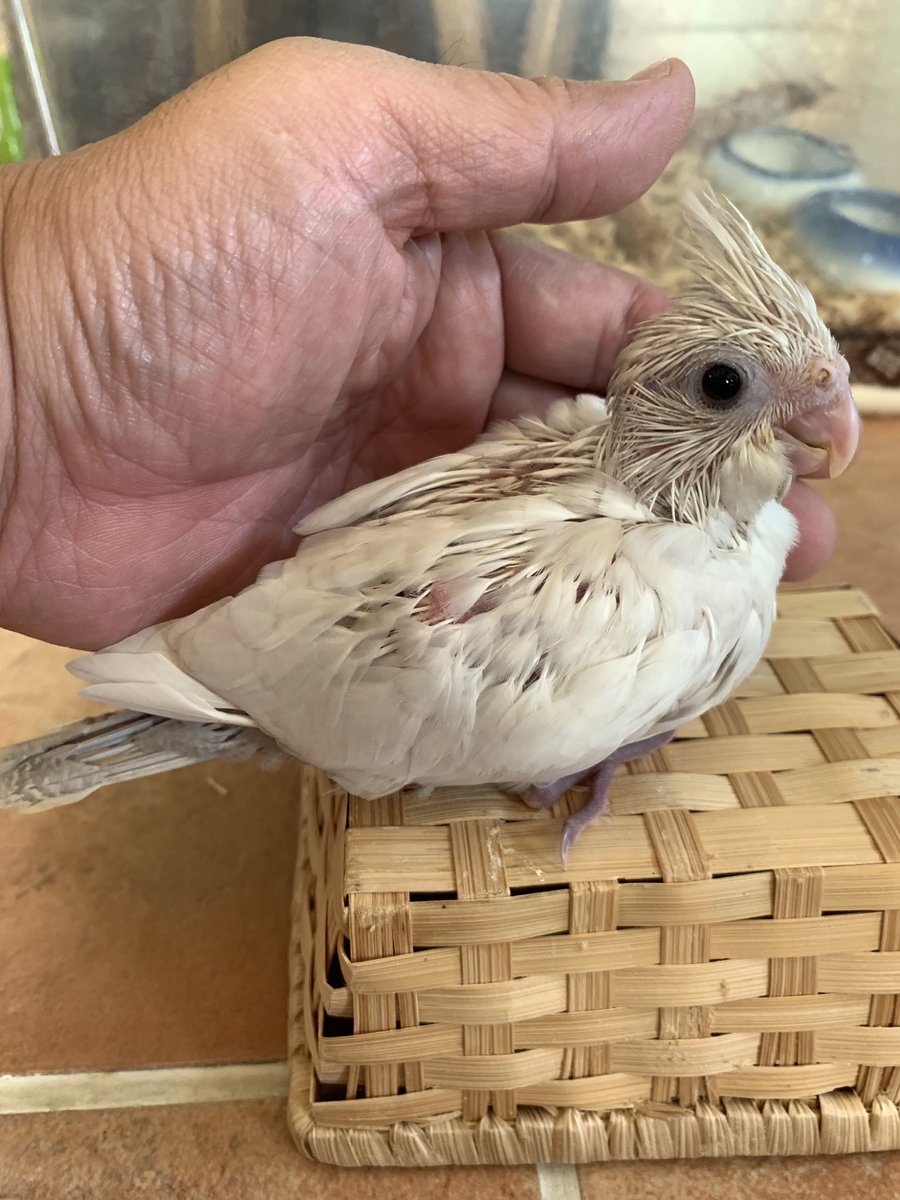 オカメインコ雛