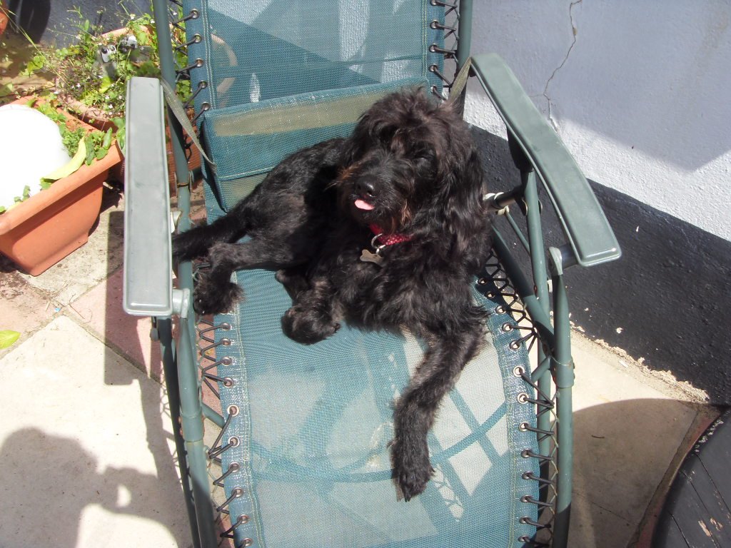 mrboggle's tweet photo. @fetchlovespets @EdgardCooperUK #FetchBirthday https://t.co/TJmj2uOOxd