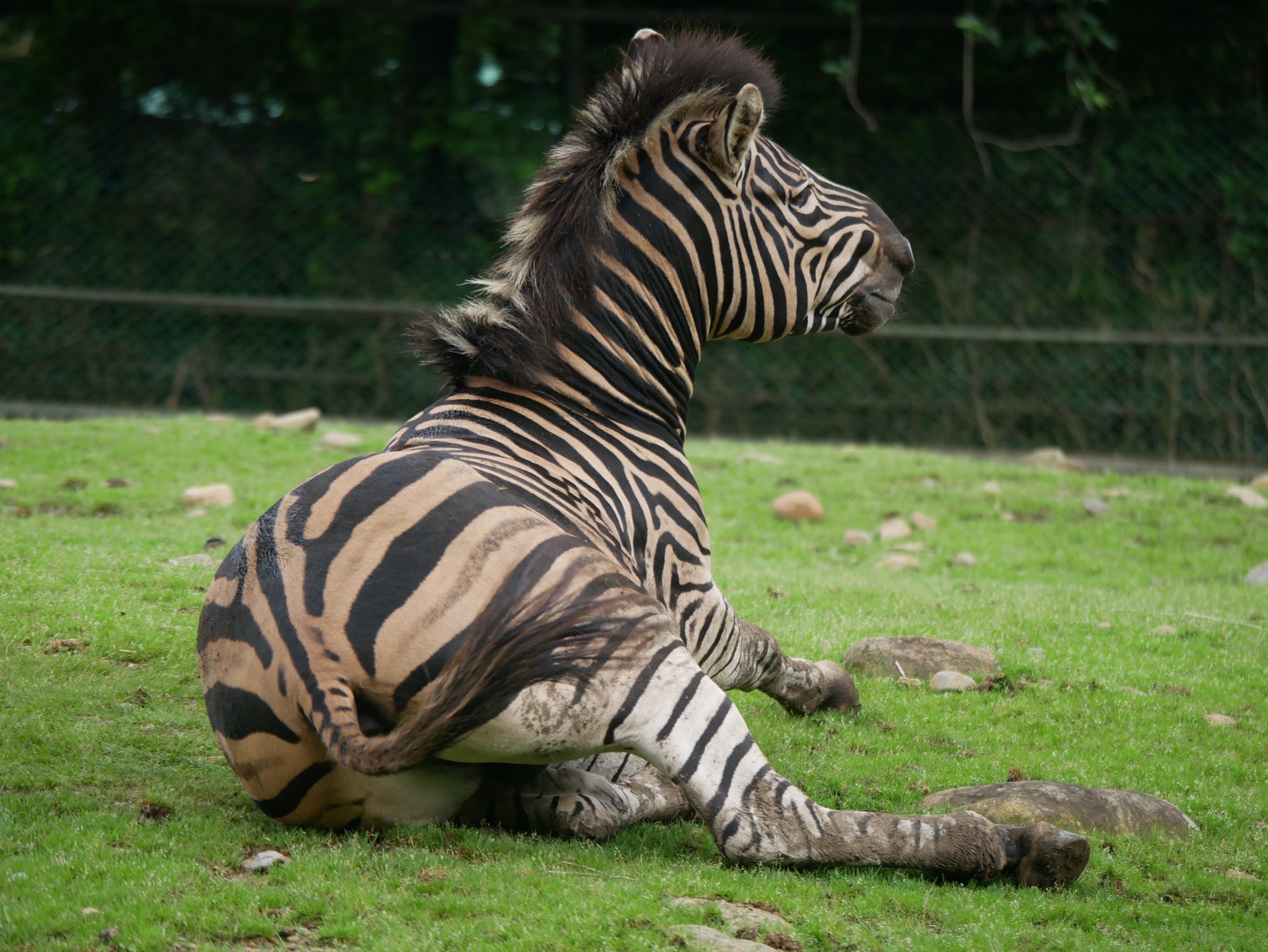 那須サファリパーク 那須もうだるような暑さです が シマウマはアフリカ産なだけあって 平気な顔して日向でゴロンゴロン 撮る向きが悪くてごめんね 顔側から撮ればよかったかな サファリ Zebra シマウマ だだっこ W ひふみ 体が痒い