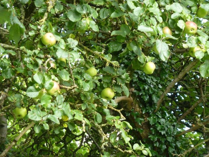 The fine in early Irish Brehon Law, for cutting down an apple tree was 5 milk cows & double that if the tree belonged to a chieftain! The Apple tree was among the ‘seven nobles of the woods’ along with Ash, Oak, Hazel, Holly, Scots pine & Yew! : mine.  #Ireland  #FolkloreThursday