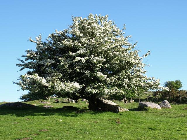 The ancient Irish believed in a trilogy of sacred trees! The Hawthorn, the Ash & the Oak! Several conflicting beliefs about the Hawthorn, but widely accepted as the fairy tree! The Ash was believed to have healing qualities, the Oak was strength!  #FolkloreThursday 