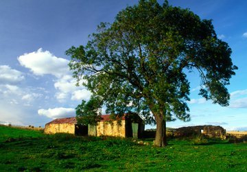 The ancient Irish believed in a trilogy of sacred trees! The Hawthorn, the Ash & the Oak! Several conflicting beliefs about the Hawthorn, but widely accepted as the fairy tree! The Ash was believed to have healing qualities, the Oak was strength!  #FolkloreThursday 