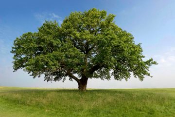 The ancient Irish believed in a trilogy of sacred trees! The Hawthorn, the Ash & the Oak! Several conflicting beliefs about the Hawthorn, but widely accepted as the fairy tree! The Ash was believed to have healing qualities, the Oak was strength!  #FolkloreThursday 