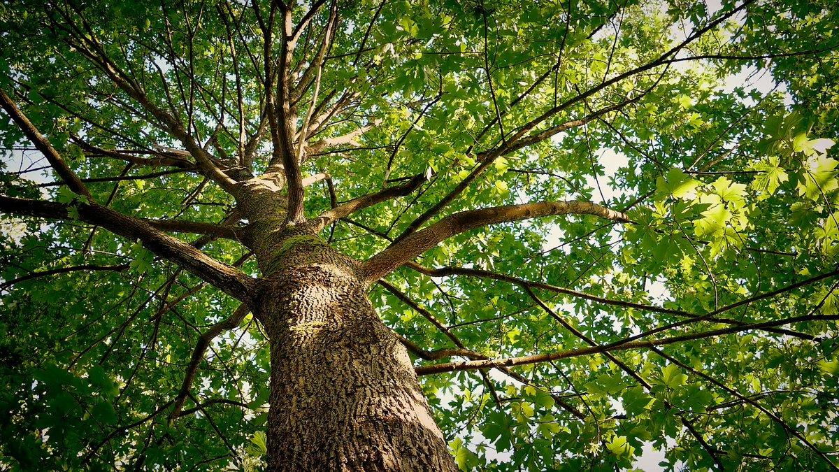 Irish god Óengus/Aengus, son of the Dagda traditionally described as having singing birds circling head! Shaped his kisses into 4 birds that followed Cairbre wherever he went to mock him each day before sunrise! Until his druid enchanted a  #tree to detain them!  #FolkloreThursday