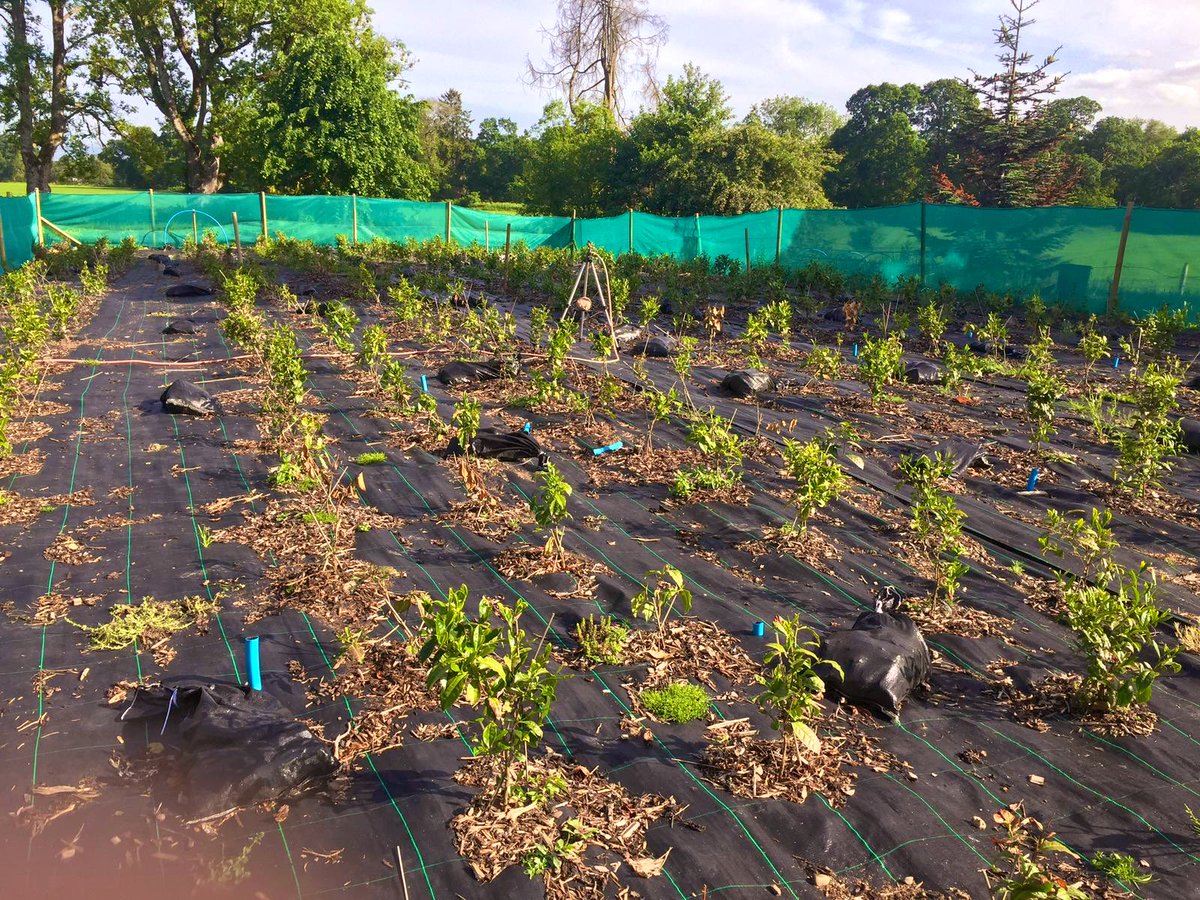 scottishteagar1's tweet photo. Here’s a closer look at some of our tea plants 🌱 can you spot @SteveBrownGBWR doing some filming for @BBCCountryfile 
#scottishtea #teagardensofscotland #tea #VisitScotland #TeaTime #teagrower #teaplantation #teabush #ThrowbackThursday https://t.co/jRmvJr6tqp