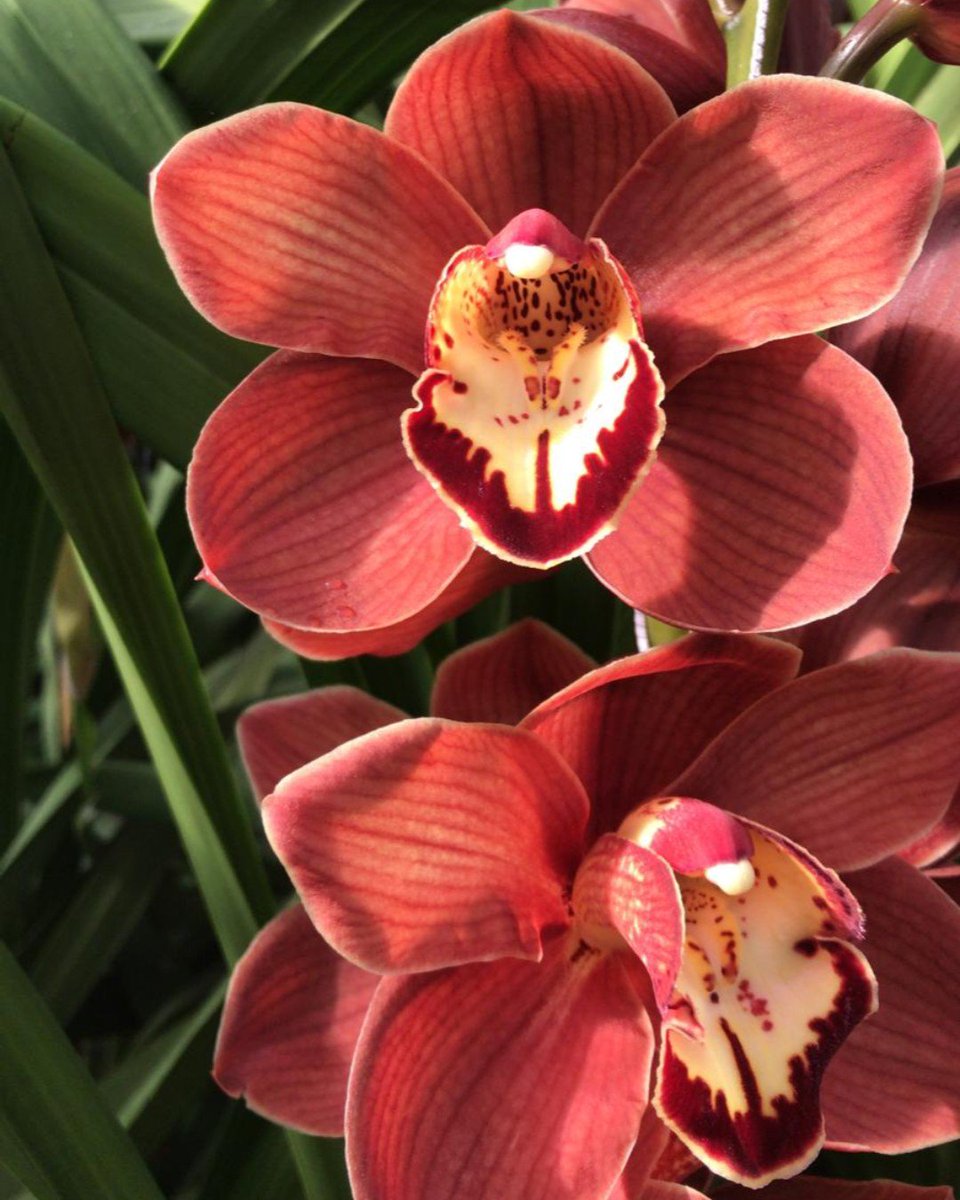 #Cymbidium MASALA turning it's head to the lovely winter sunshine.  This one is one does impress with it's big blooms and full, study stems !! Premium grower Ruby pictured! #orchids #brownflowers #newzealandbloom #newzealandflowers #buybloomwebshop #wholesaleflowers #masala