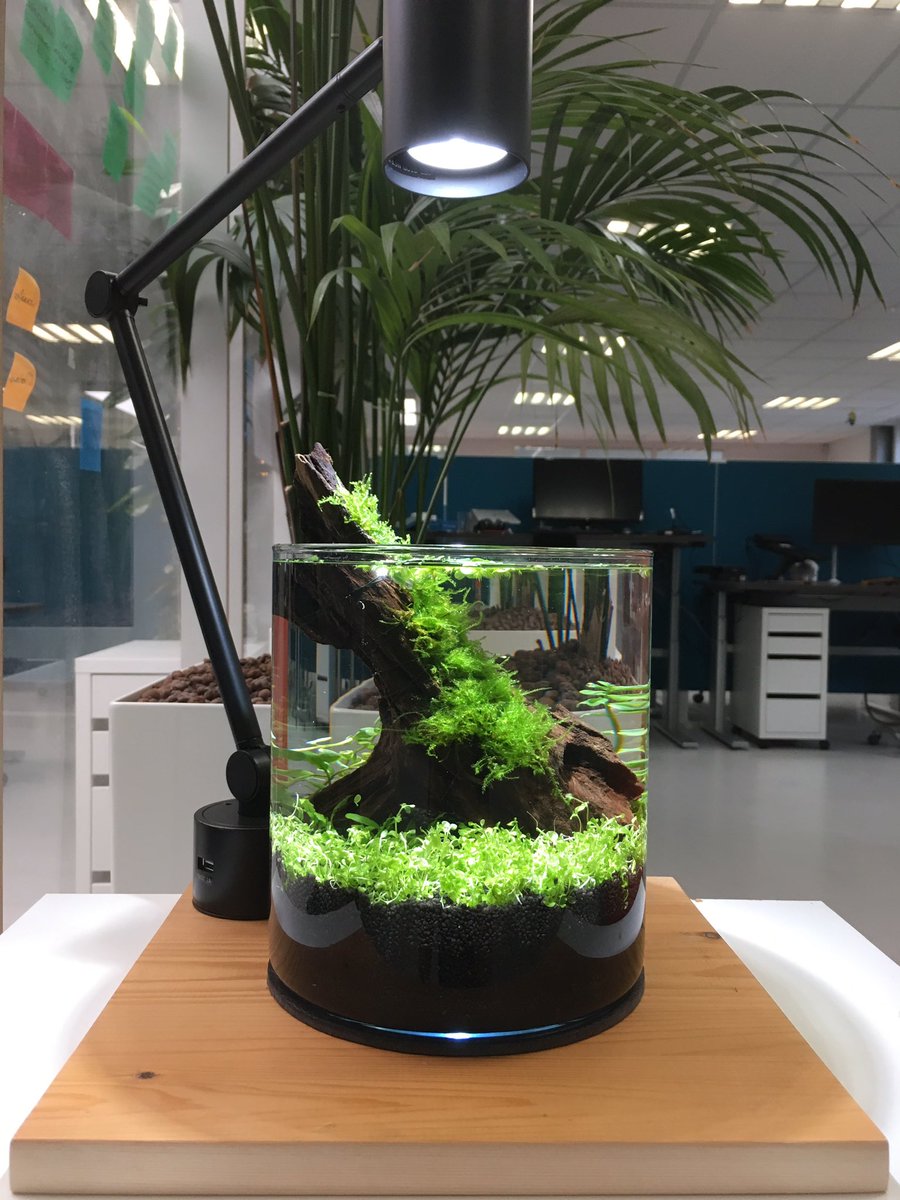 Nieuw #aquascape 🌱 Dit maal op kantoor. #noCO2 #noFilter #noFerts