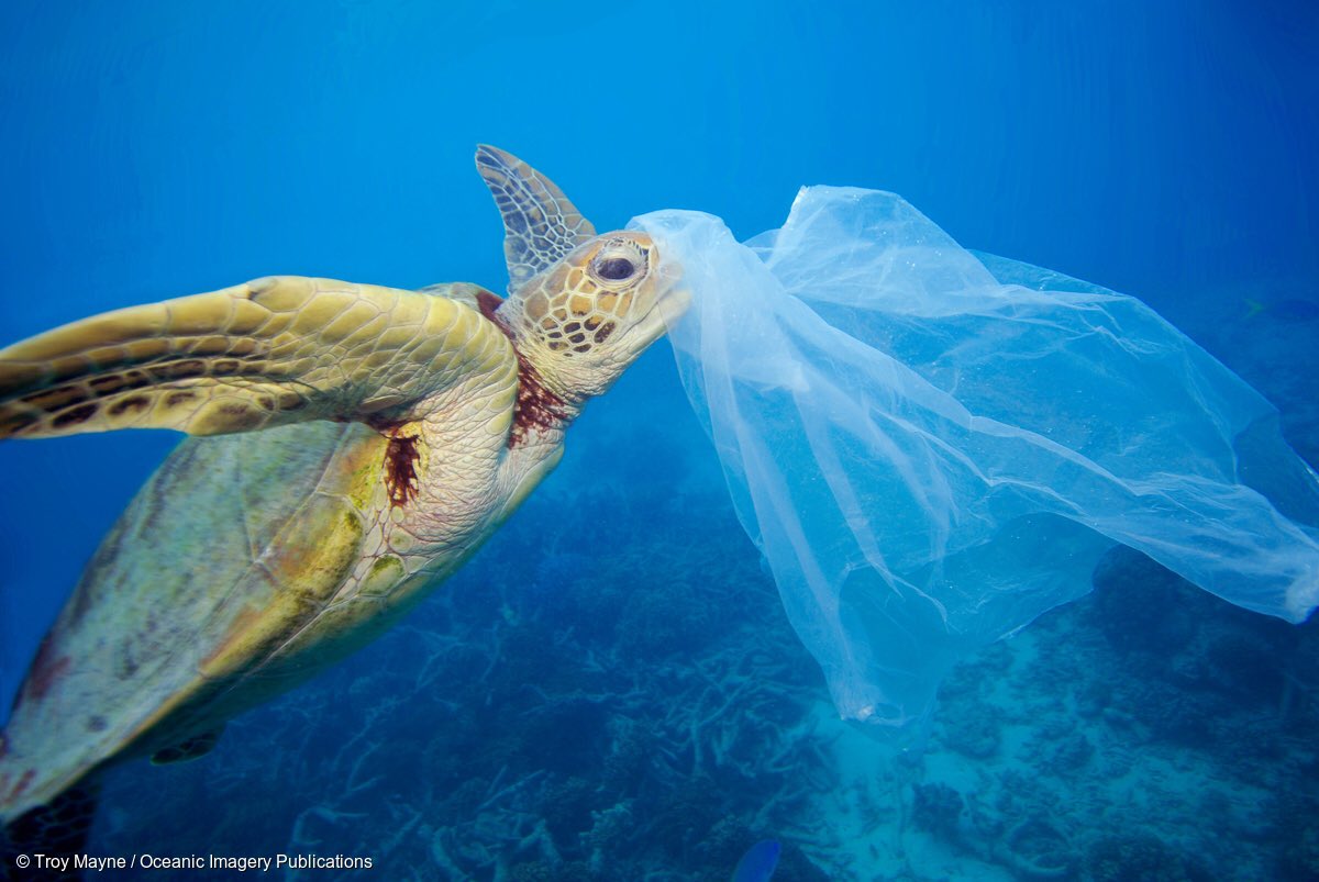WaterCoolersUK's tweet photo. Great news to see the consumption of #singleuseplastic bags in the UK is down by a staggering 90% since the charge was introduced. The #AttenboroughAffect #BluePlanet #defill #selffill #passonplastic https://t.co/DA105yH7bW https://t.co/ShTaSj14zv https://t.co/BF2kunaKmR