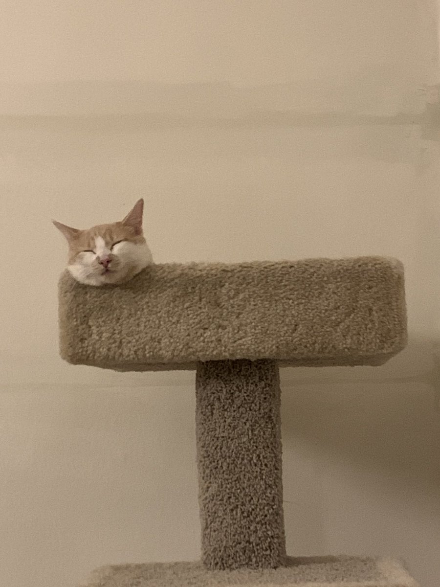oheykenz's tweet photo. Sleepy beautiful baby #CatsOfTwitter https://t.co/ACscpj0R5B